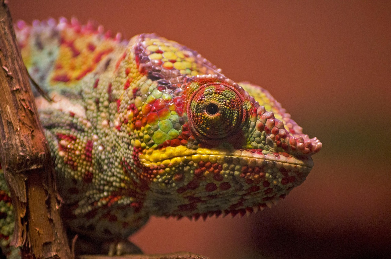 The AI Chameleon: Edge Devices That Flex Their Brains